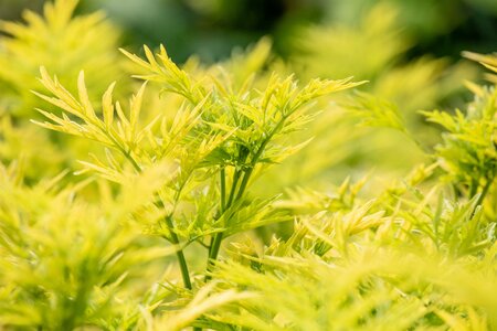 SAMBUCUS NIGRA GOLDEN TOWER