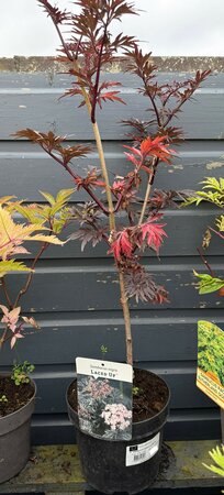 SAMBUCUS NIGRA LACED UP
