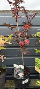 SAMBUCUS NIGRA LACED UP