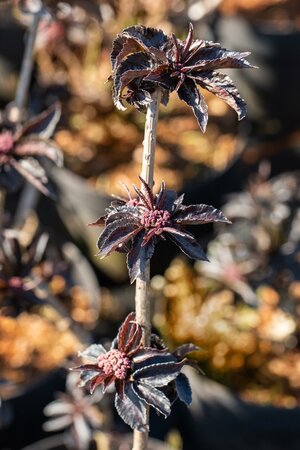 SAMBUCUS nigra 'Laced Up'