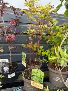 SAMBUCUS R. SUTHERLAND GOLD