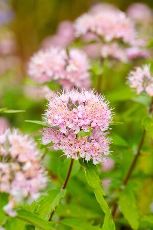 SAMBUCUS R. SUTHERLAND GOLD