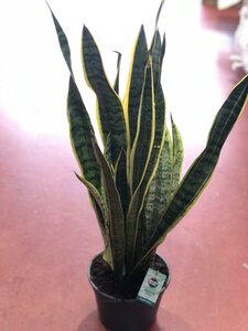 Sansevieria Futura Superba