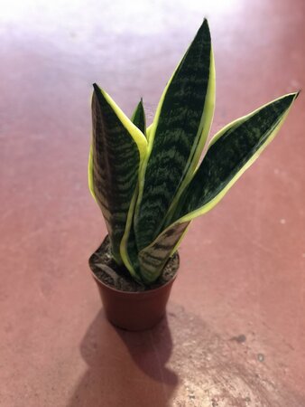 Sansevieria Laurentii