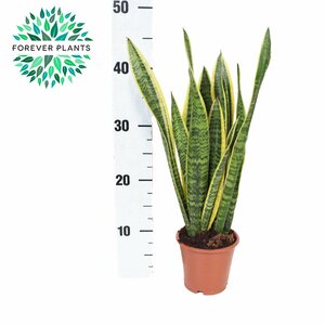 Sansevieria trif. 'Laurentii'³