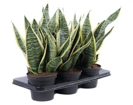 Sansevieria trif. 'Laurentii'