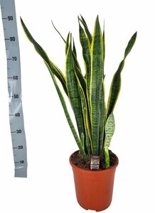 Sansevieria trif. 'Laurentii'²