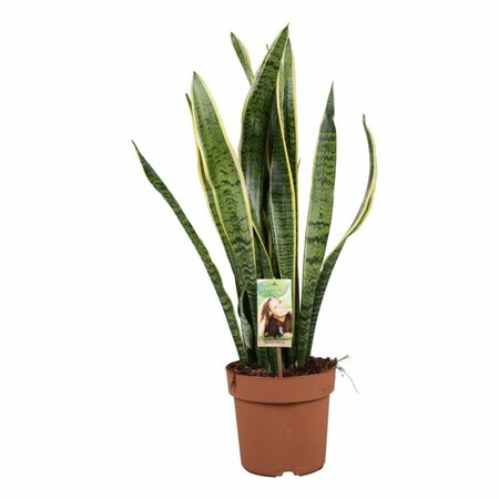 Sansevieria trif. 'Laurentii' P21