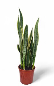 Sansevieria trif. 'Laurentii' P27