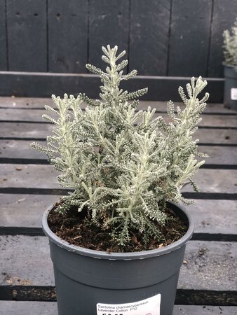 Santolina chamaecyparissus