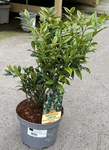 SARCOCOCCA CONFUSA