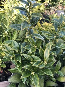 SARCOCOCCA CONFUSA