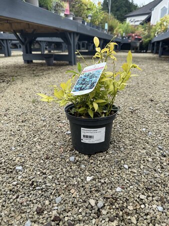 SARCOCOCCA confusa