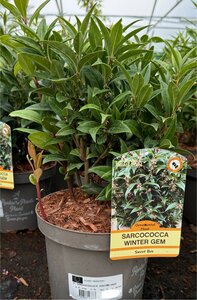 SARCOCOCCA Hookeriana WINTER GEM