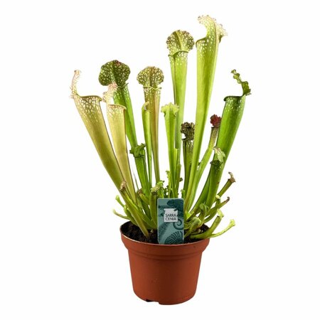 Sarracenia farnhamii