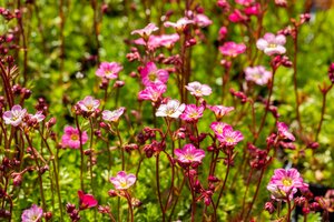 Saxifraga ar. 'Carpet Pink'