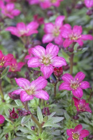 Saxifraga ar. Carpet Purple