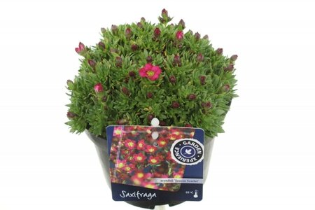 Saxifraga Arendsii - image 1