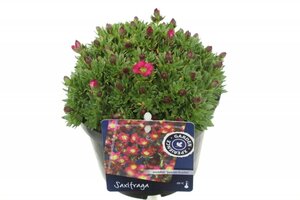 Saxifraga Arendsii - image 2