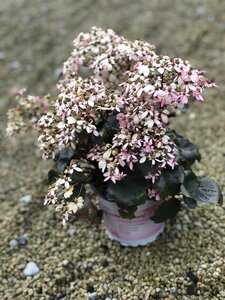 Saxifraga cort.dancing pixies
