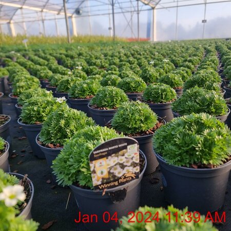 SAXIFRAGA Marto White