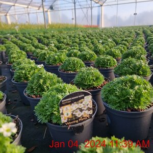SAXIFRAGA Marto White