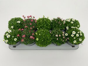 Saxifraga  mixed