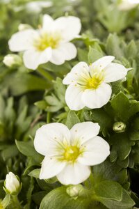SAXIFRAGA Pearl White