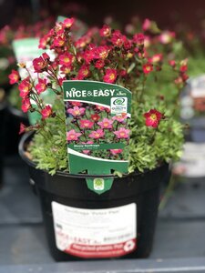 Saxifraga 'Peter Pan'