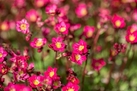Saxifraga 'Peter Pan'