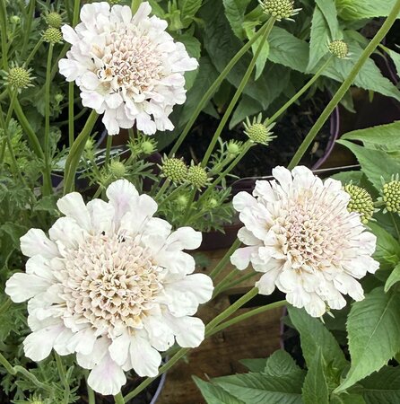 Scabiosa Atalanta® 'Compact White' - image 1