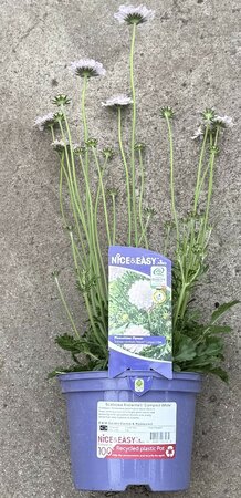 Scabiosa Atalanta® 'Compact White' - image 2