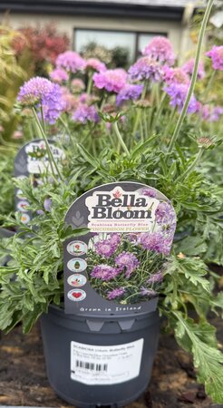 SCABIOSA colum. Butterfly Blue - image 2