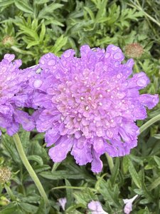 SCABIOSA colum. Butterfly Blue