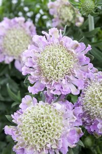 SCABIOSA colum. Pink Mist