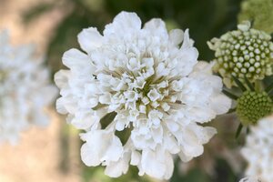 SCABIOSA incisa Kudo White