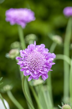 Scabiosa 'Pink Mist'