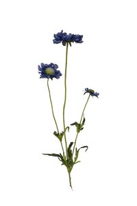 Scabiosa spray x3 65cm lt blue