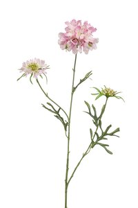 Scabiosa spray x3 pink 77cm