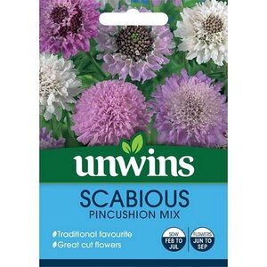 Scabious Pincushion Mix