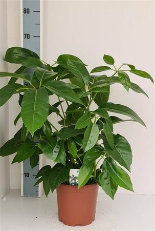 Schefflera act. 'Amate'  P19