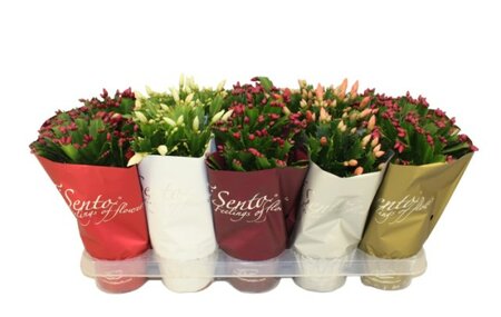 Schlumbergera mix