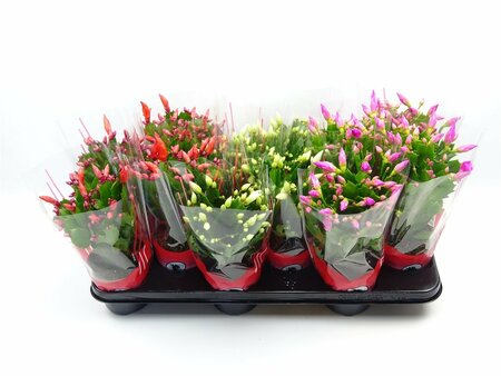 Schlumbergera mix P13