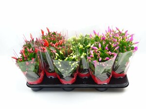 Schlumbergera mix P13
