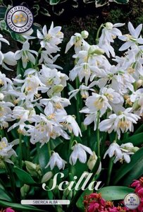 Scilla sibirica 'Alba' 15-pack