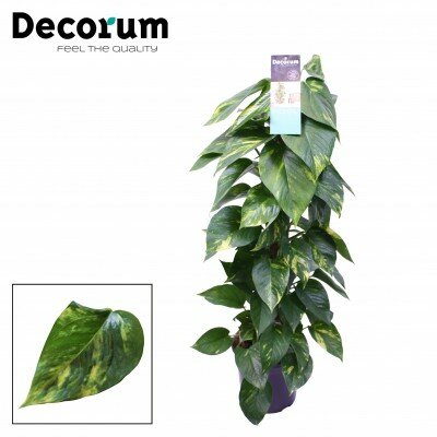 Scind.aureum moss 80 cm
