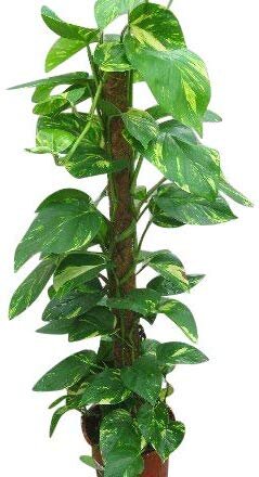 Scind.aureus moss 50 cm
