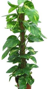 Scind.aureus moss 50 cm