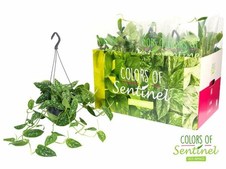 Scindapsus pictus 'Argyraeus' P15, hanging pot