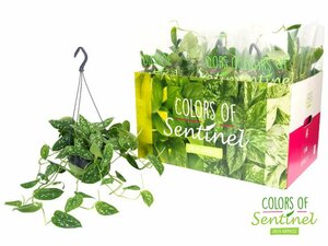 Scindapsus pictus 'Argyraeus' P15, hanging pot